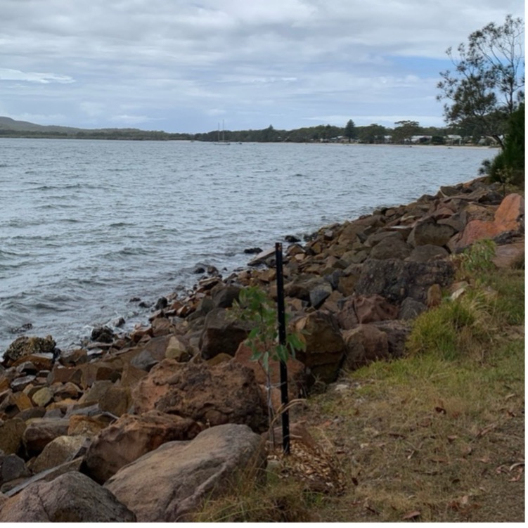 Proposals for Pulp and Paper Mills at Port Stephens –&nbsp;1930’s