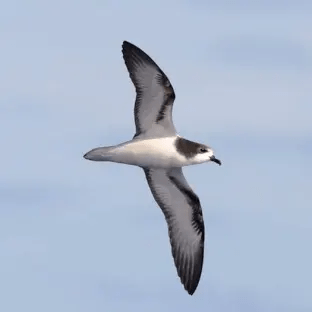 Gould’s Petrel – Port&nbsp;Stephens
