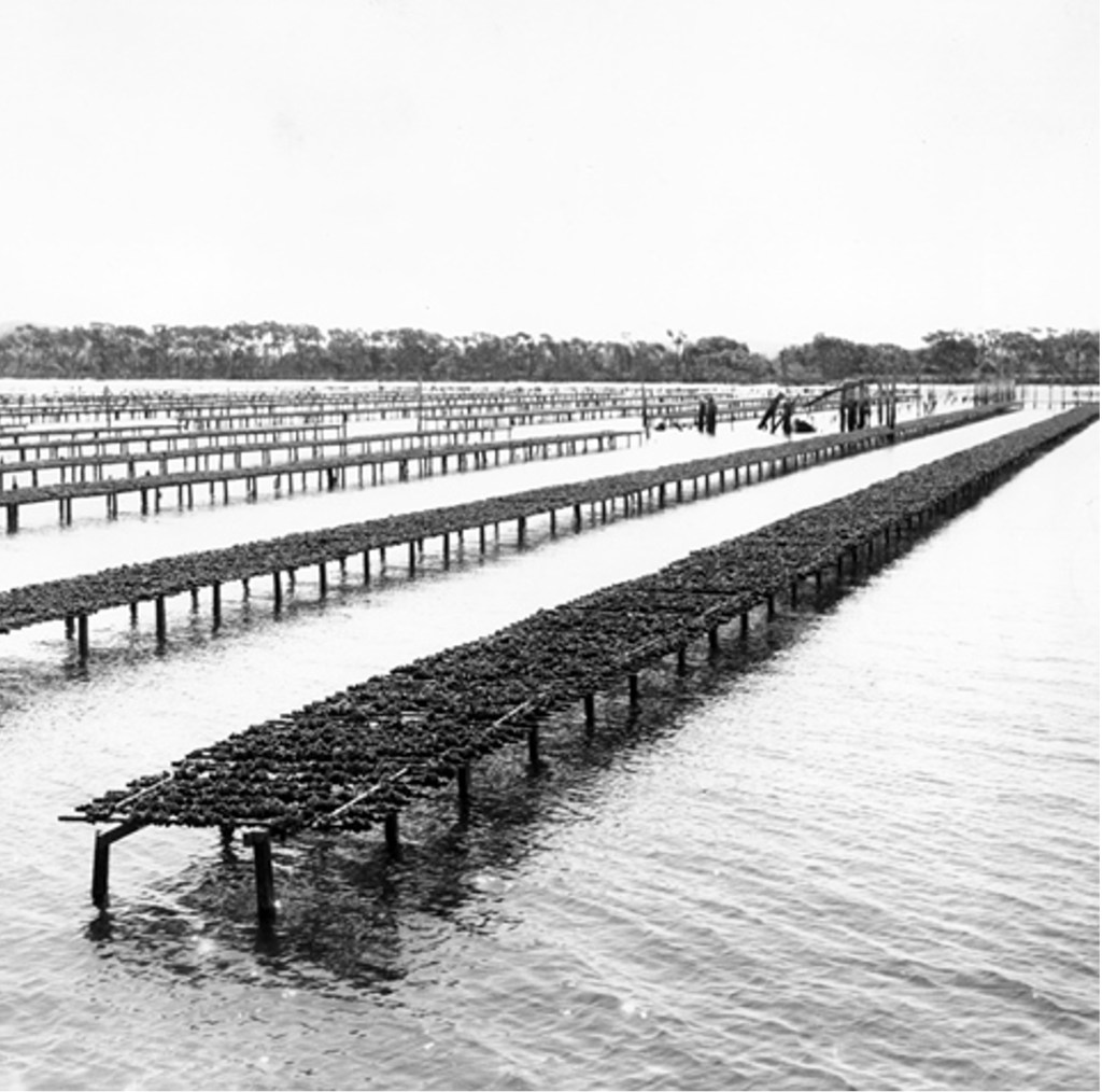 Early History of the Oyster Industry at Port&nbsp;Stephens